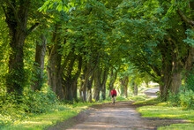 Rear View Of Person Cycling Through Avenue Of Horse Chestnut Trees, Gloucestershire, UK.