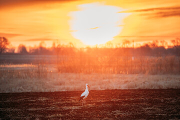 Wall Mural - Adult European White Stork Walking In Spring Meadow Lit By Sunset Sunlight. Wild Bird In Sunny Evening In Belarus. Sunshine Above Spring Meadow Landscape.