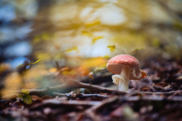 Wall Mural - Red Fly Agaric mushroom grown in a forest surrounded with golden leaves and branches