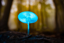 Selective Focus Closeup Of A Blue Mushroom Illuminated With An External Blue LED Light
