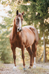 Wall Mural - Healthy beautiful chestnut welsh horse pony in autumn season outside on pasture.