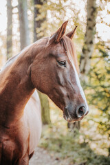 Wall Mural - Healthy beautiful chestnut welsh horse pony in autumn season outside on pasture.