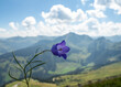 Wild flower in sunshine in Tyrol, Austria
