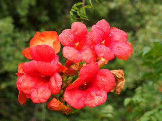 Canvas Print - (Campsis radicans) Amerikanische Klettertrompete oder Trompetenblume. Auffallend schöne Laub der mit seiner dekorative grünen Farbe zwischen orangefarbige und Tiefroten Blüten