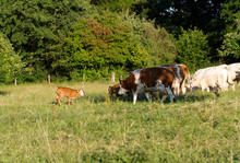 Cows And Calfs. Group Of Cows With His Young Calf Staying On A Meadow With Bushes And Trees