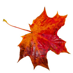 Wall Mural - Colorful autumn maple leaf isolated on a white background. Top view.