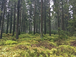  Thüringer Wald