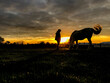 cheval equitation soleil soir saison environnement loisir