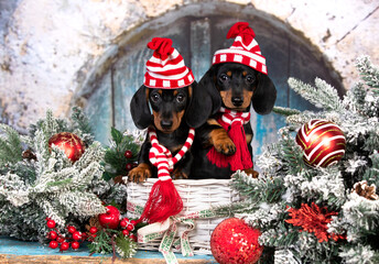 puppy dachshund; new year's puppy; christmas dog