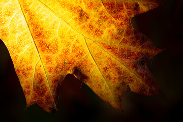 Bright autumn leaf, isolated on dark background. Orange yellow colours close up