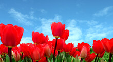 Red Tulips Against Blue Sky