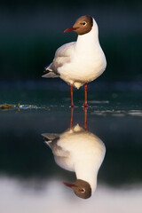 Wall Mural - Kokmeeuw, Common Black-headed Gull, Croicocephalus ridibundus