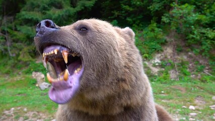 the bear prepares to attack shows its jaw with teeth and is ready to attack. slow motion