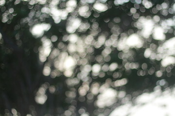 Wall Mural - Blur bokeh green bokeh abstract light background Blurred nature background. with color and bright sun light. 
