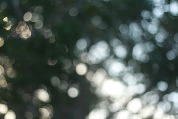 Wall Mural - Blur bokeh green bokeh abstract light background Blurred nature background. with color and bright sun light. 