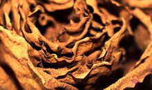 Background Of Dried Brown Rose Petals