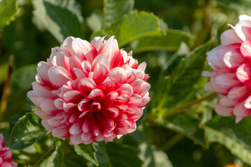 Garden Dahlia