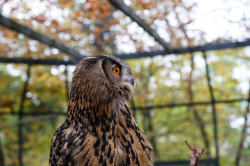 Poster - Closeup of a brown and black owl sitting on a black metallic fence on a blurry background