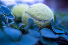 Selective Focus Shot Of A Yellow Tennis Ball On Blue Leaves On The Ground