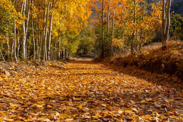 autumn leaves in the park