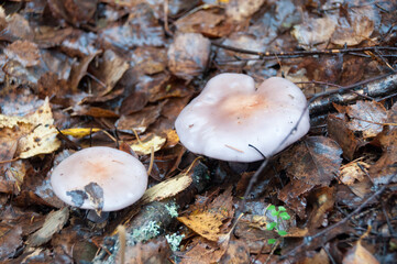 Two white mushrooms in the autumn forest among fallen leaves