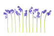 Spring uncultivated bluebell flowers in a line on white background. 