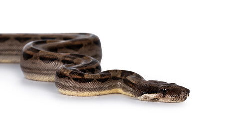 Aufkleber - Head shot  of beautiful brown Boa constrictor aka Boa imperator snake, isolated on white background.