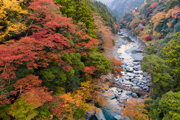 Wall Mural - 祖谷のかずら橋の紅葉風景
