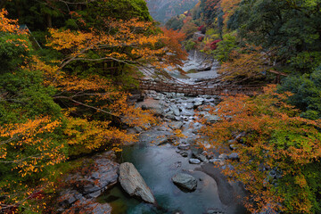 Wall Mural - 祖谷のかずら橋の紅葉風景
