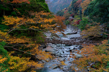 Wall Mural - 祖谷のかずら橋の紅葉風景
