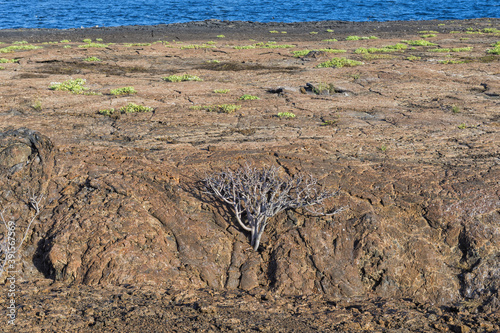 Fotografía Genovesa Island arid landscape, Galapagos, Ecuador