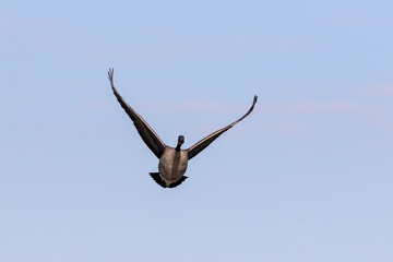 Poster - canadian geese in flight