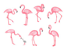 Set Of Watercolor Flamingos Isolated On White. Vector Illustration Of  Beautiful Flamingo Birds.