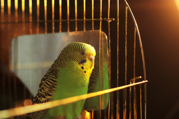 Wall Mural - A parrot. A wavy parrot in green color. Parrot near the mirror