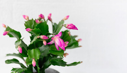 Wall Mural - Pink Schlumbergera, Christmas cactus or Thanksgiving cactus on white background. Close up. Copy space.