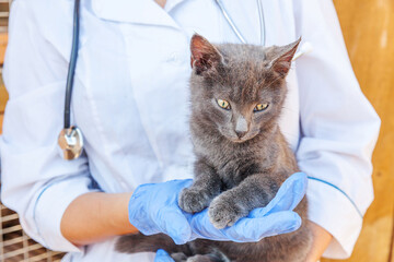 Wall Mural - Veterinarian with stethoscope holding and examining gray kitten. Close up of young cat getting check up by vet doctor hands. Animal care and pet treatment concept.