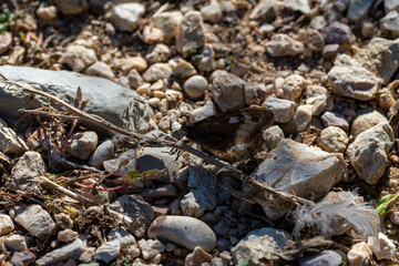 hipparchia semele butterfly resting on the ground