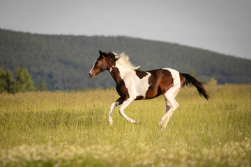 horse running in the field