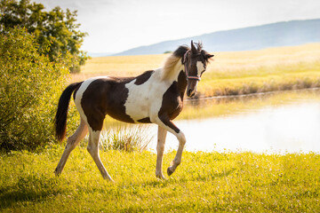 horse in the field