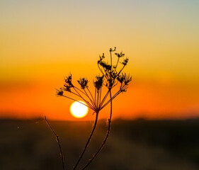 Wall Mural - Dry plant umbrella silhouette on sunset background