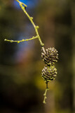 Fototapeta Do akwarium - Larch twig with cones
