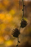 Fototapeta Do akwarium - Larch cones covered with a spider's web