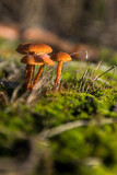Fototapeta Do akwarium - Inedible mushrooms on a moss