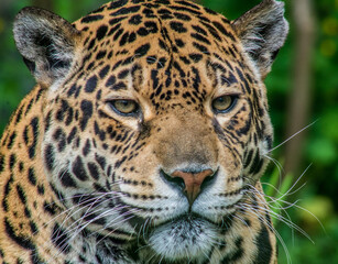 Poster - Portrait of a beautiful African leopard