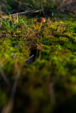 Fototapeta Do akwarium - Inedible mushroom on a forest moss