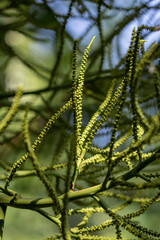 Wall Mural - Selective focus fruits of a palm tree in the garden.Close up areca palm or areca nut palm.