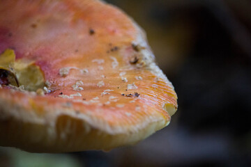 Wall Mural - Closeup shot of a fly agaric mushrooms cap