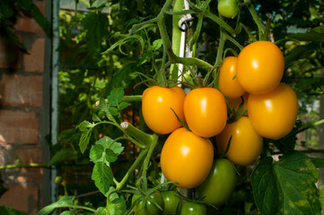 Yellow tomatoes grow in bunches in the garden