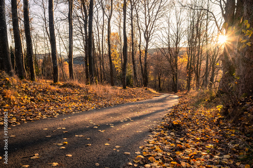 Fotografía golden light in autumn forest, sunset with beautiful evening light, fallen leave