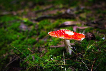 Wall Mural - High angle shot of Amanita muscaria on the forest ground